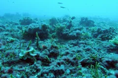 Algae has overtaken this coral reef off heavily populated Kiritimati, or Christmas Island.