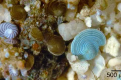 In this photo of a shallow coral reef in the Pacific there are three species of forams. Their colors come from the symbiotic algae that live inside the foram shells.