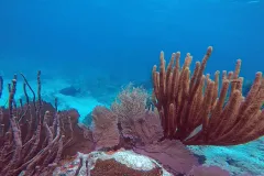 a sea fan grows over dead coral