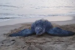 A leatherback sea turtle crawls across the sand at the&nbsp;Area de Conservacion Guanacaste site in Costa Rica.