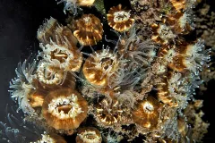 Close up image of dwarf cup coral polyps. 