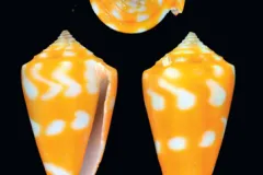Shell of an orange and white cone snail species. 