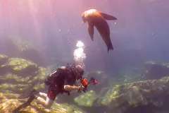 A sea lion in the Sea of Cortez observes Auster as he observes reef fishes.