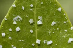 Crystals of salt on a mangrove leave