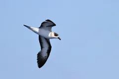 Once common in the West Indies, the Black Capped Petrel (Pterodroma hasitata), which breeds in high Caribbean mountains, is now on the endangered species list.