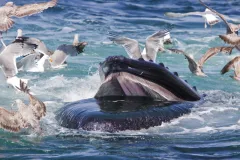 Humpback Whale, Stellwagen Bank National Marine Sanctuary, Gloucester, MA, USA