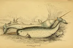 An illustration of two narwals, one with two tusks