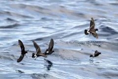 Band-rumped Storm-petrels (Oceanodroma castro) are quite a bit larger and heavier than Wilson's storm petrels, but share their amazing sense of smell, which they use to find food that may be miles away.