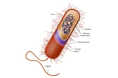 a diagram of a bacterial cell
