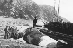 Sculptors prepare cast of blue whale's body