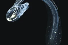Bathochordaeus stygius are filter feeders closely related to sea squirts in the phylum Chordata, the same phylum to which humans belong.