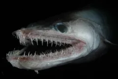 This lizardfish rests on the bottom, waiting to snatch prey.