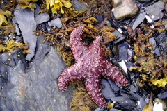 Starfish from Prince William Sound, Alaska