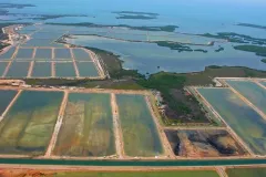 Mangroves are being decimated by human development, like this shrimp farm in Belize.