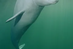 A beluga whale