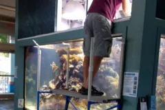 Bill Hoffman cleaning the tank windows before opening the aquarium for the day.