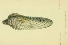 A Pholas dactylus clam illustration.