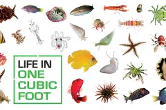 Colorful underwater animals highlighted with a white background. 
