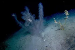 a fuzzy, branching coral