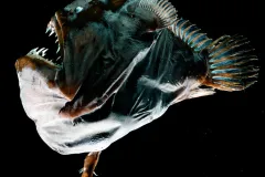Blackdevil fish are quintessential monsters from the deep. The female lurks in the dark, drawing in prey with her glowing lure, while the male attaches to her like a blood-sucking parasite.