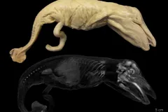 This 1936 blue whale specimen from the Gulf of Alaska (above: preserved in alcohol, below: CT scan) is part of a rare Smithsonian collection of whale fetuses that were collected in association with commercial whaling operations in the early to mid-20th cen