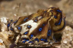The blue lined octopus can be deadly, so it is best to stay away.