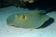 Blue-spotted stingrays use the help of cleaner fish to stay clean and healthy. 
