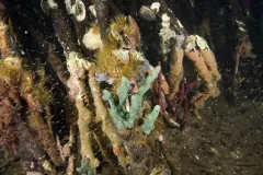 Sea anemones, brittle stars, and sea urchins make a home on mangrove roots.