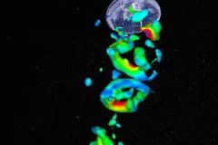 A PIV image of a moon jelly and its wake.
