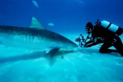 Brian Skerry takes an up close photo of a tiger shark on the seafloor. 