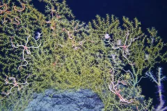 A healthy, deep sea octocoral and their brittle star partners