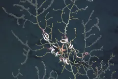 A brittle star sits in the middle of a deep sea octocoral that is damaged from a nearby oil spill