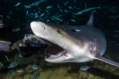 A bull shark's ability to prey on many different species is helped by its capacity to survive in both freshwater and saltwater. 