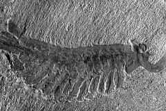 a fossilized opabinia
