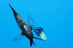 A wrought iron butterflyfish being cleaned by a small wrasse in the waters of Japan's Ogasawara Islands.
