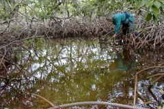 Dr. Candy Feller standing knee deep in a mangrove forest.