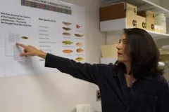 The Smithsonian's Dr. Carole Baldwin uses a wall diagram that shows genetic lineages among Starksia blennies (a type of reef fish) to explain how the seven new species differ from previously known species.