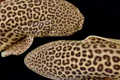 Two Catsharks with a black background