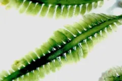 A close-up photo of Killer Algae, Caulerpa taxifolia, a seaweed that has proven to be a successful invasive species.
