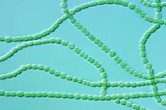 a string of cyanobacteria