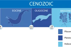 a timeline of the cenozoic era