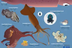 an illustration of various squids and octopuses