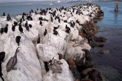 Seabirds on a rocky outcrop. 
