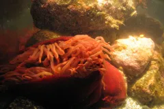 A bright red sea anemone clings to rocks underwater. 