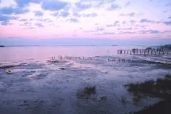 Gulf Coast of Florida tidal flats exposed by an early morning low tide.