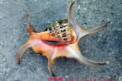 Spider conch near China