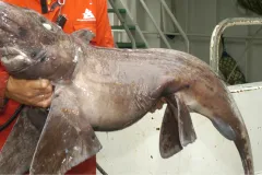 This rarely seen smalleyed rabbitfish, belongs to the order Chimaera. Chimaeras are related to sharks and are cartilaginous animals—they have no real bones.