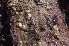 A chiton displays its overlapping protective plates running down the back. 