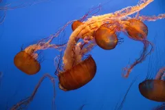 Photograph of several large jellyfish with orange bells, dark red tentacles, and pale ruffly oral arms, swimming against a bright blue aquarium background.