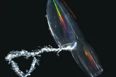 Chuniphyes are siphonophores—colonial organisms in the same phylum as jellyfish, working together to survive. 